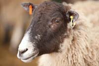 Sheep @ Fishers Mobile Farm